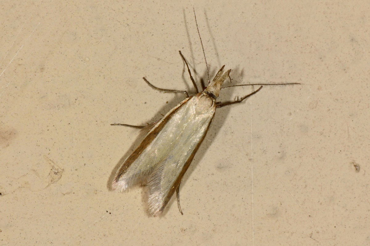 Oecophoridae? S, Pleurota aristella